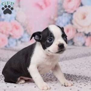Violet, Boston Terrier Puppy